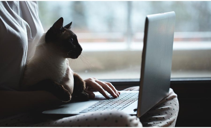 You don’t have nine lives when running an online business. Some of the challenges below will crush you if you don’t prepare for them in advance.